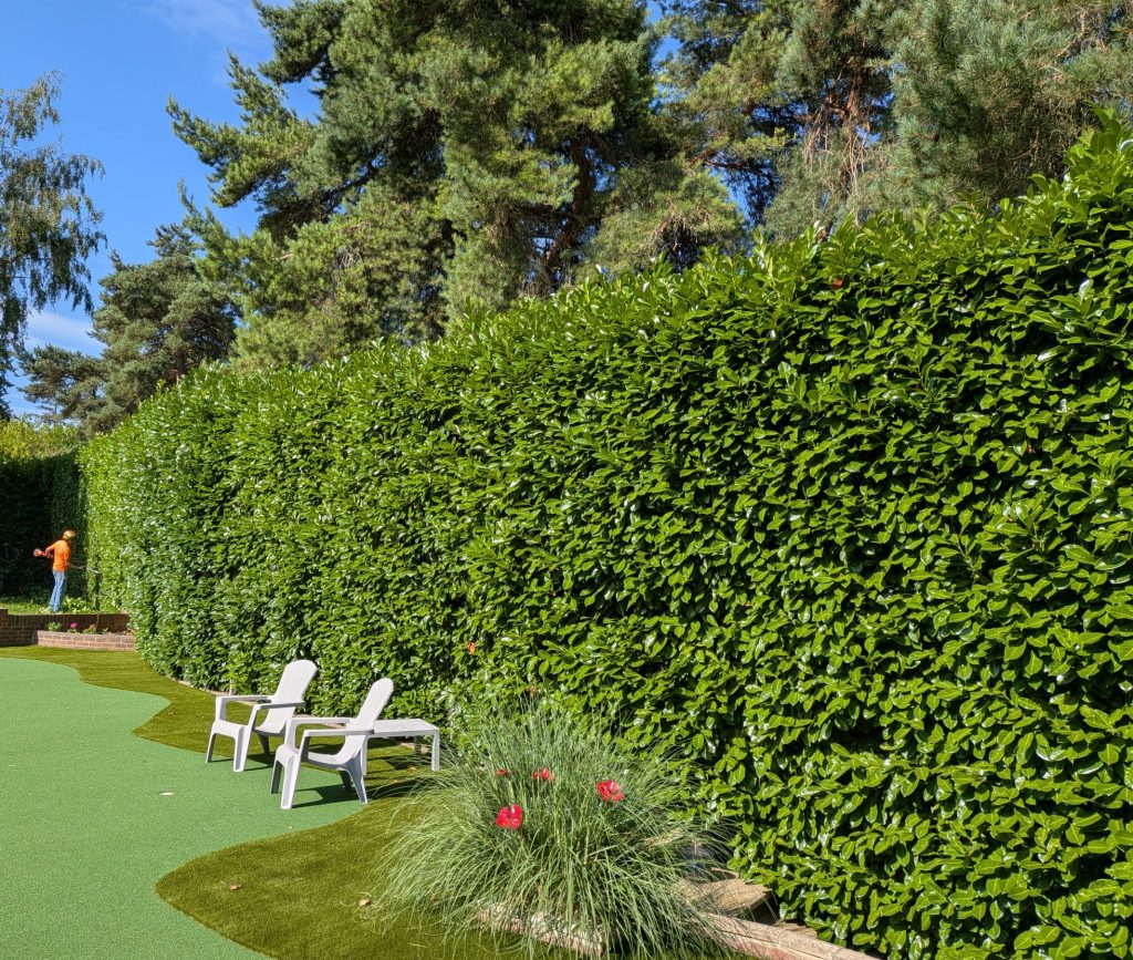 Laurel Hedge Maintenance in Sevenoaks 3