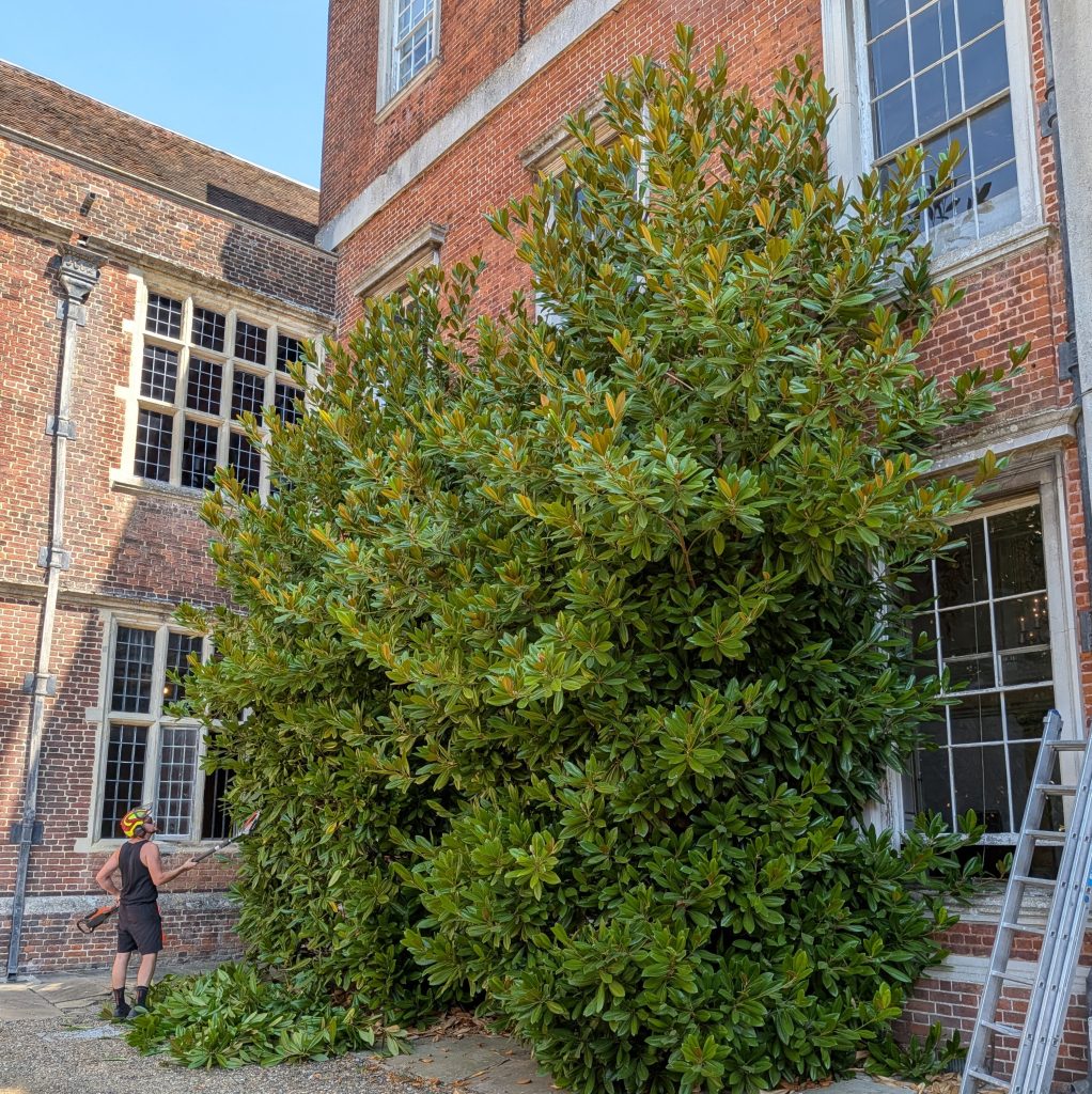Tree Services Ltd at Cobham Hall, Gravesend Kent 9 Tree Services Ltd at Cobham Hall, Gravesend Kent 8