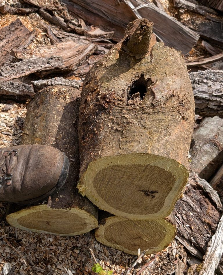 Logs and firewood in kent Tree services ltd