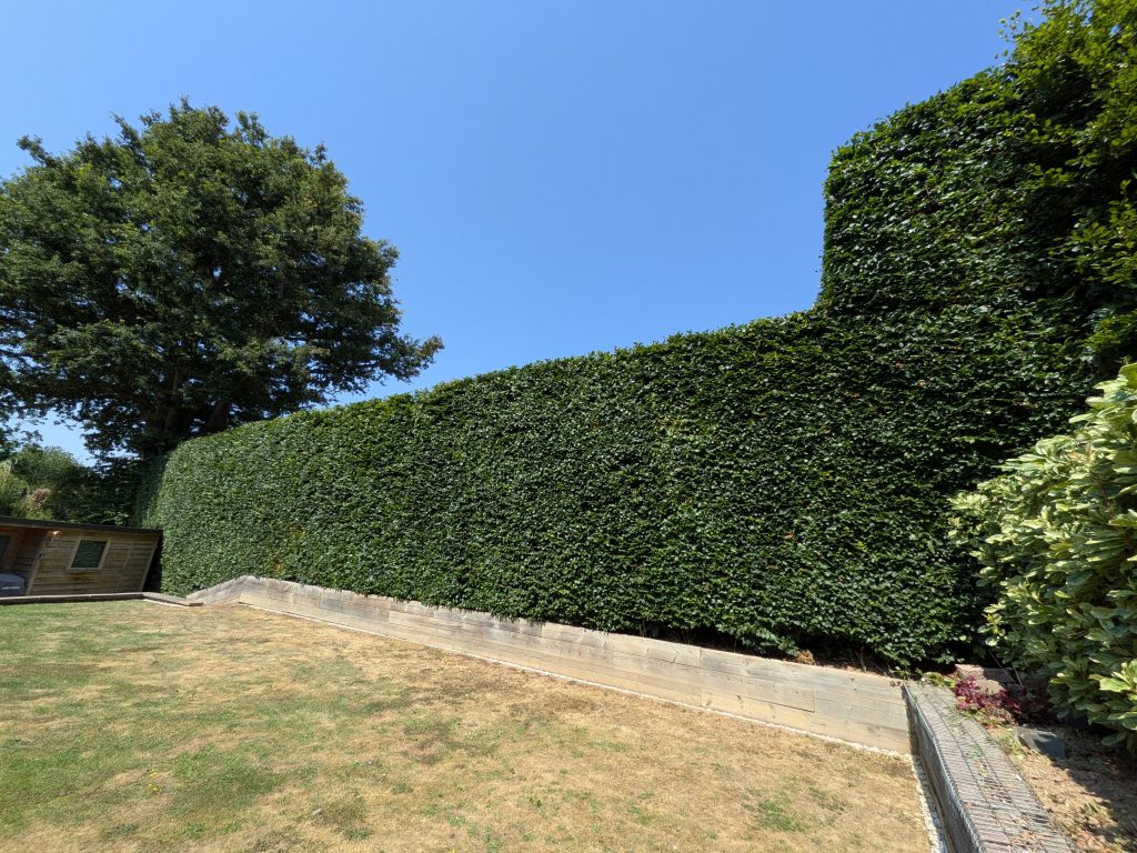 Hedge Trimming in Tonbridge, Kent 7 Hedge Trimming in Tonbridge, Kent 6