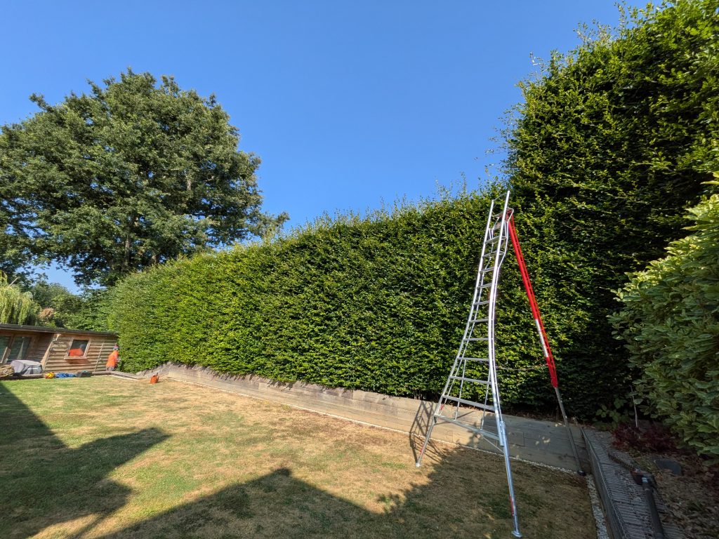 Hedge Trimming in Tonbridge, Kent 1 Hedge Trimming in Tonbridge, Kent