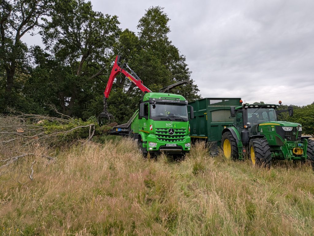Tree Services Ltd at Cobham Hall, Gravesend Kent 4