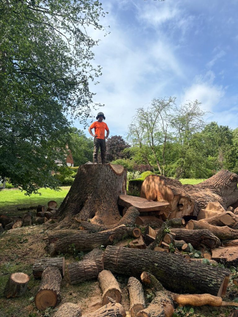 Home 6 Emergency Tree clearance work by Tree surgeons in Kent, Tree Services ltd.