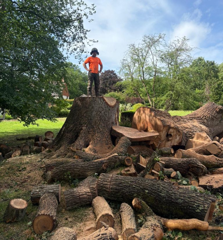 Emergency Tree clearance work by Tree surgeons in Kent, Tree Services ltd.