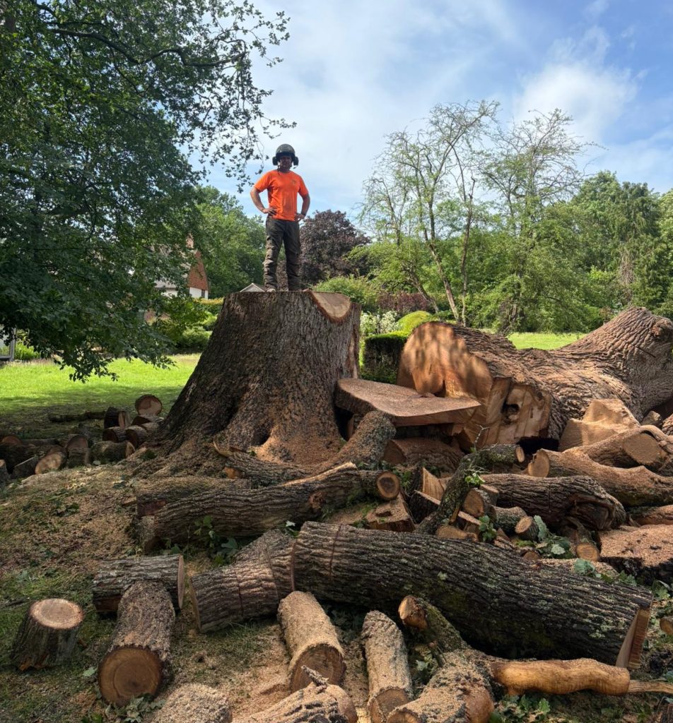 Home 6 Emergency Tree clearance work by Tree surgeons in Kent, Tree Services ltd.
