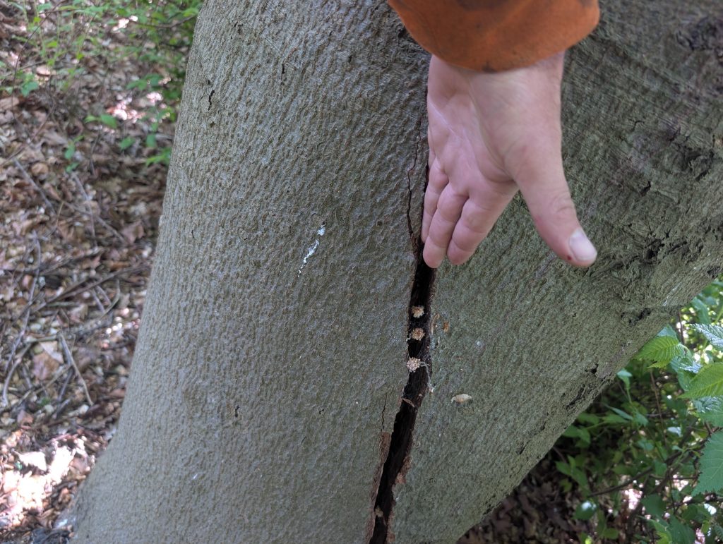 7 Signs Your Trees Need a Professional Tree Surgeon This Summer 3 Split in Tree trunk- dangerous tree removal in kent