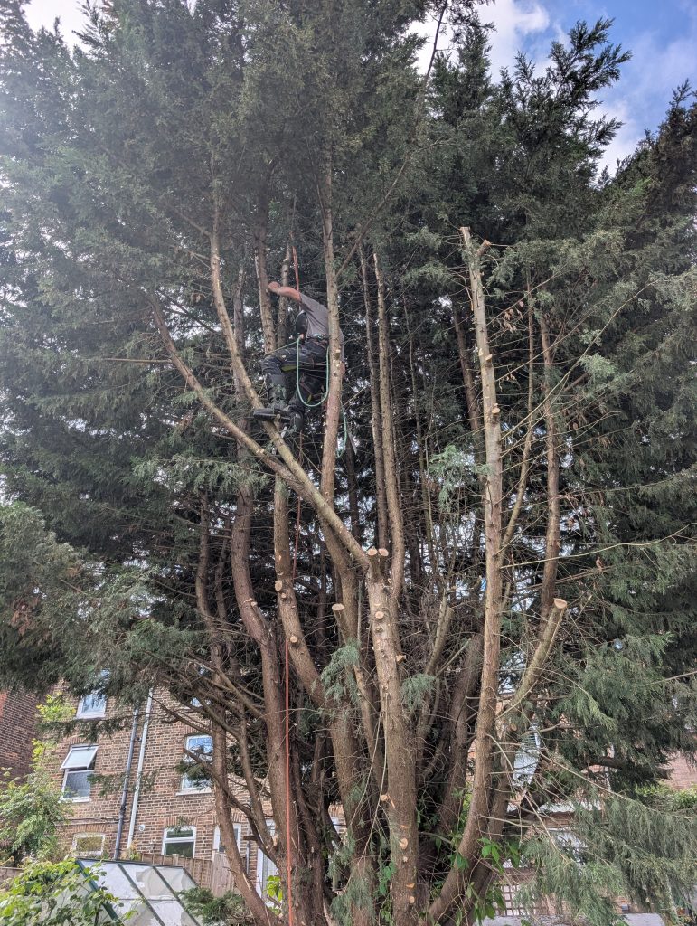Conifer Removal in Tonbridge 2