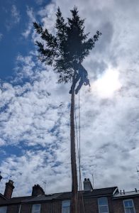 Tree Pruning in Kent 7