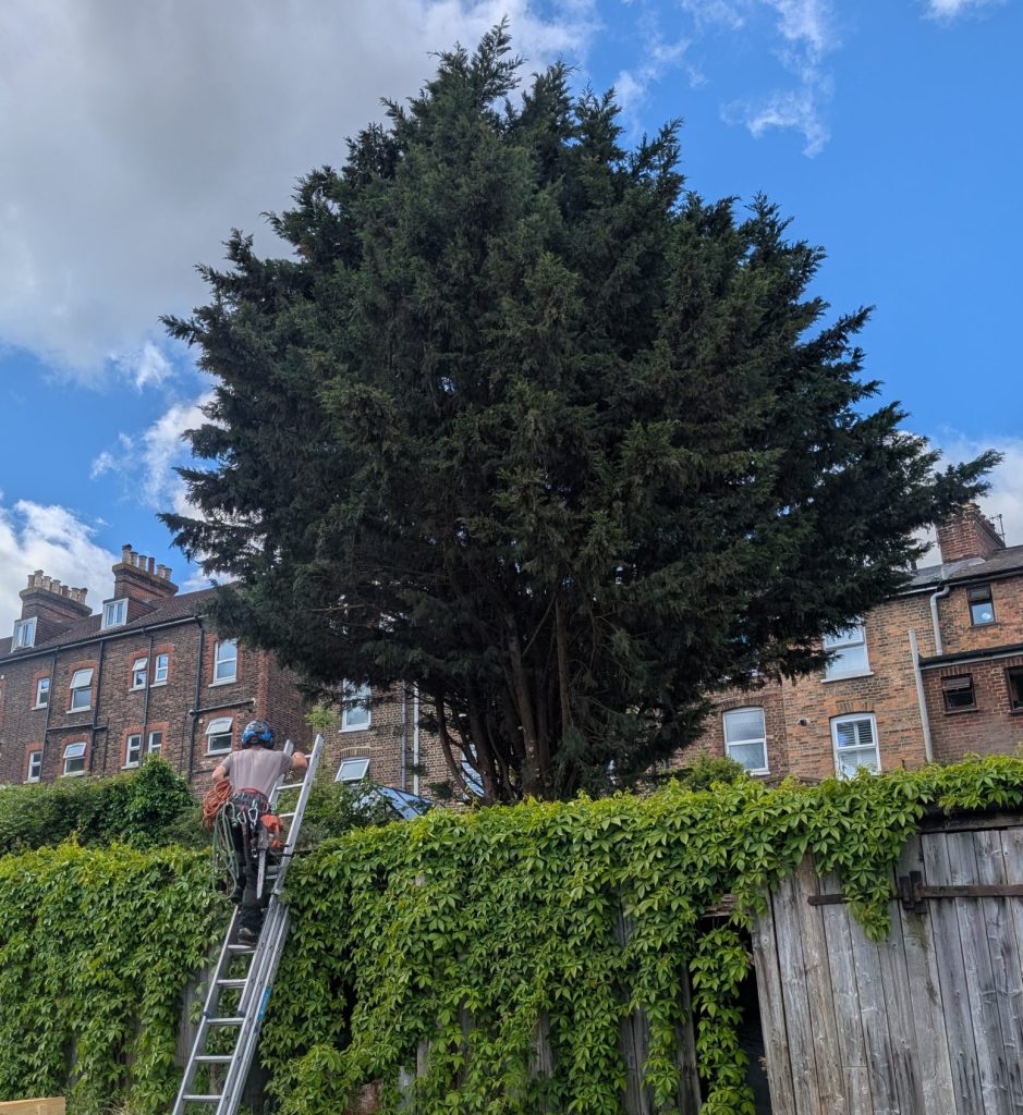 Conifer Removal in Tonbridge