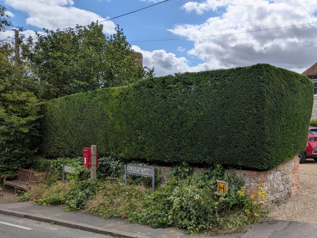 Home 11 Hedge Trimmed in Plaxtol by Tree Services ltd