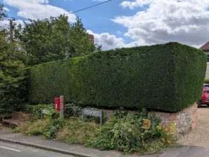 Hedge Trimmed in Plaxtol by Tree Services ltd