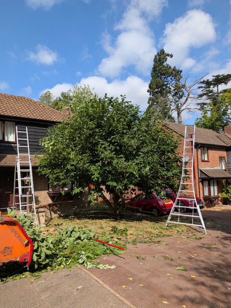 Magnolia Reduction in Tunbridge Wells 1 Magnolia Tree Mid way through reduction by Tree services ltd