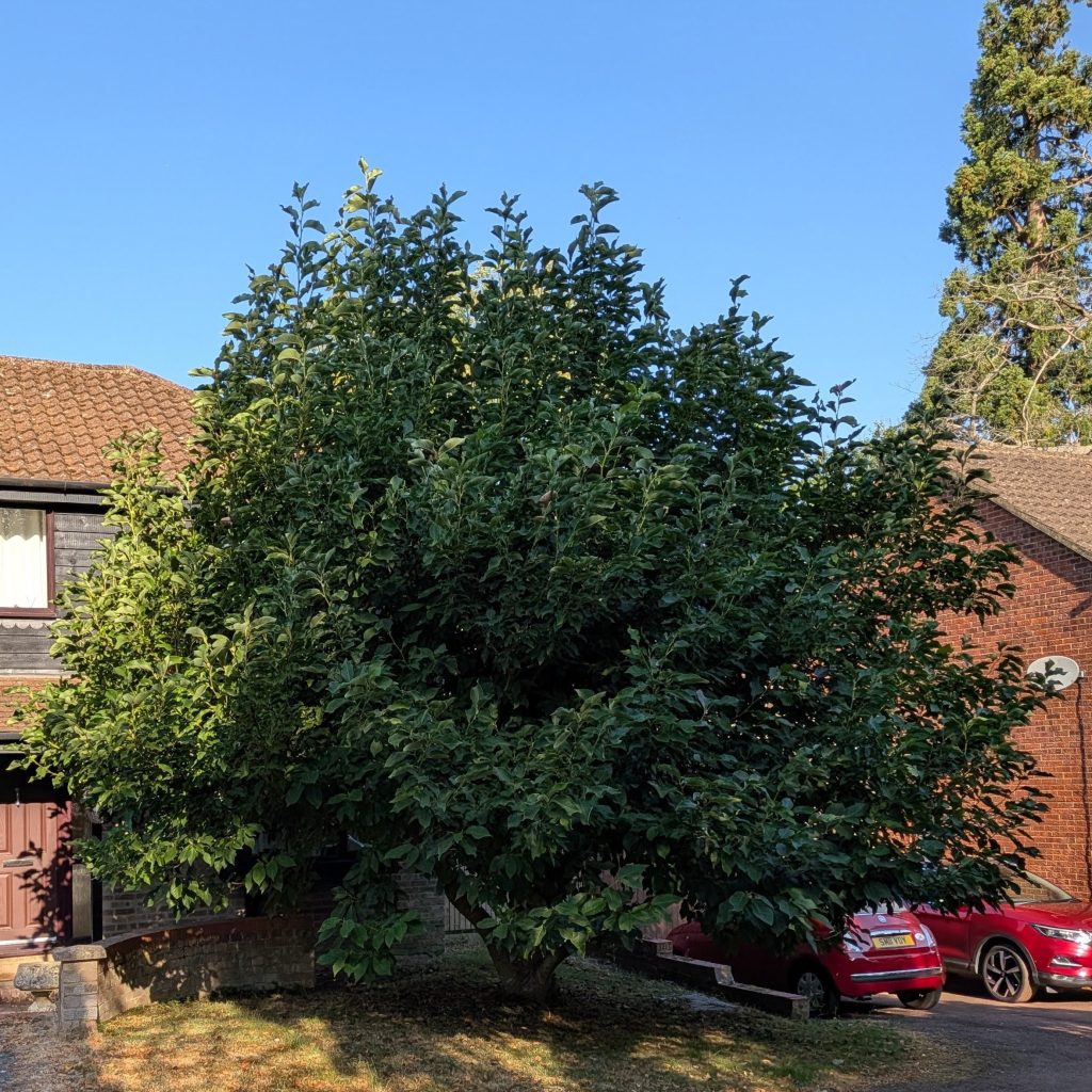 Magnolia Reduction in Tunbridge Wells Magnolia Tree in Tunbrdige wells for Reduction by Tree Services ltd