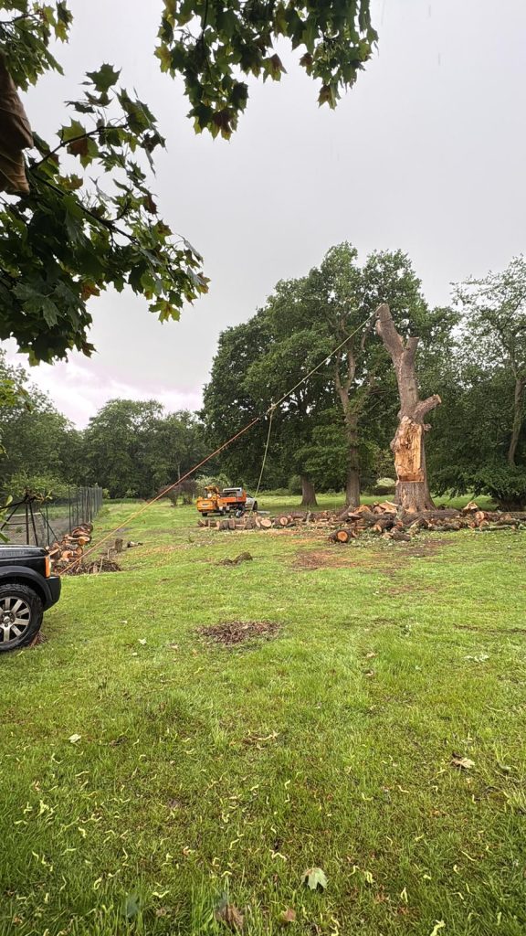 Large Oak Tree Removal in Sevenoaks 2 Large Decaying Oak to be felled in Sevenoaks