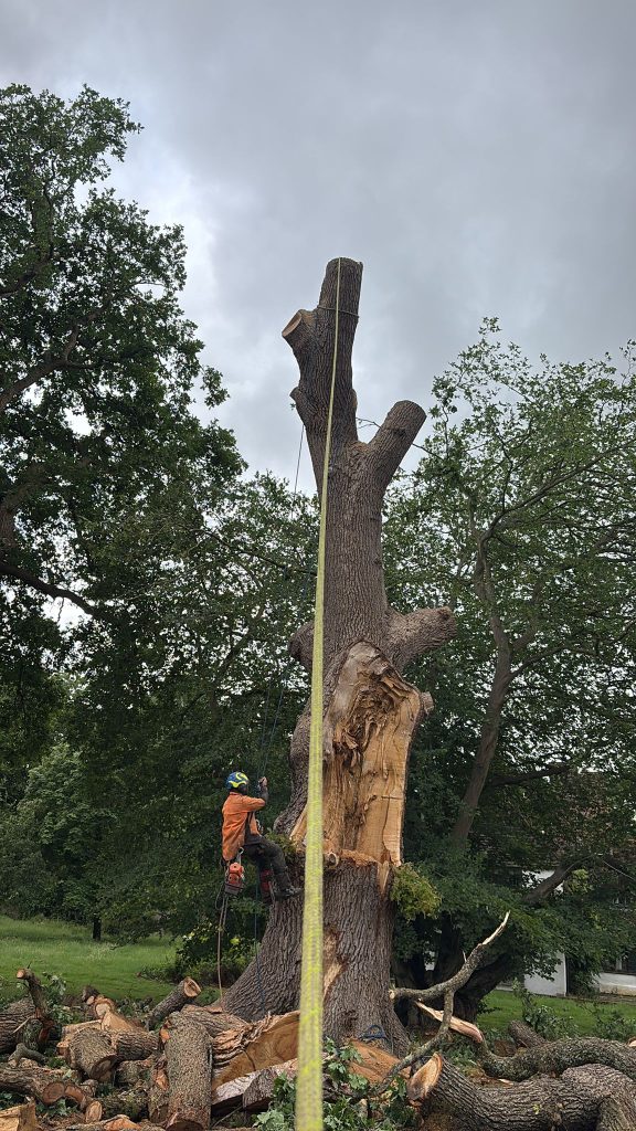 Large Oak Tree Removal in Sevenoaks 3 Large Oak in Sevenoaks, Split out in mild winds requiring removal by Tree services ltd.