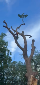 Firewood & Woodchip 10 Large Oak removal in Sevenoaks by Tree Services ltd