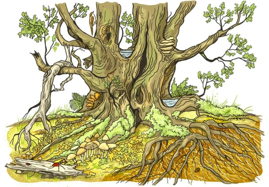 What Makes a Tree a "Veteran"? 7
