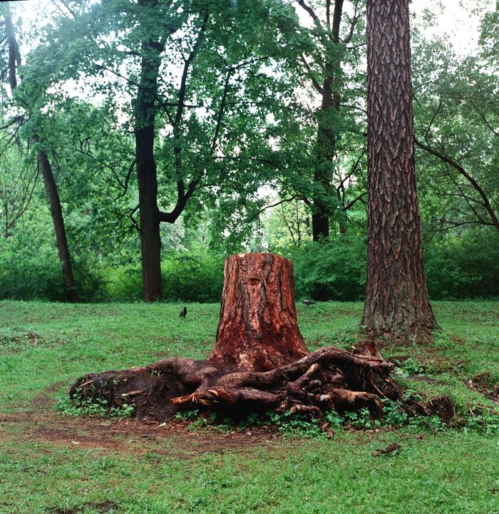 A tree stump surrounded by vibrant greenery, depicting decay and rebirth in a serene forest park setting.