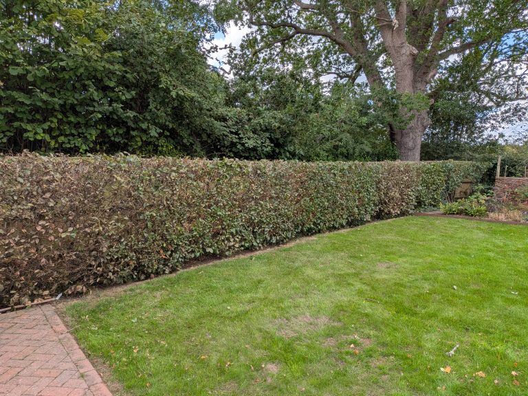 Home 7 Level beech hedge having been trimmed by tree services ltd