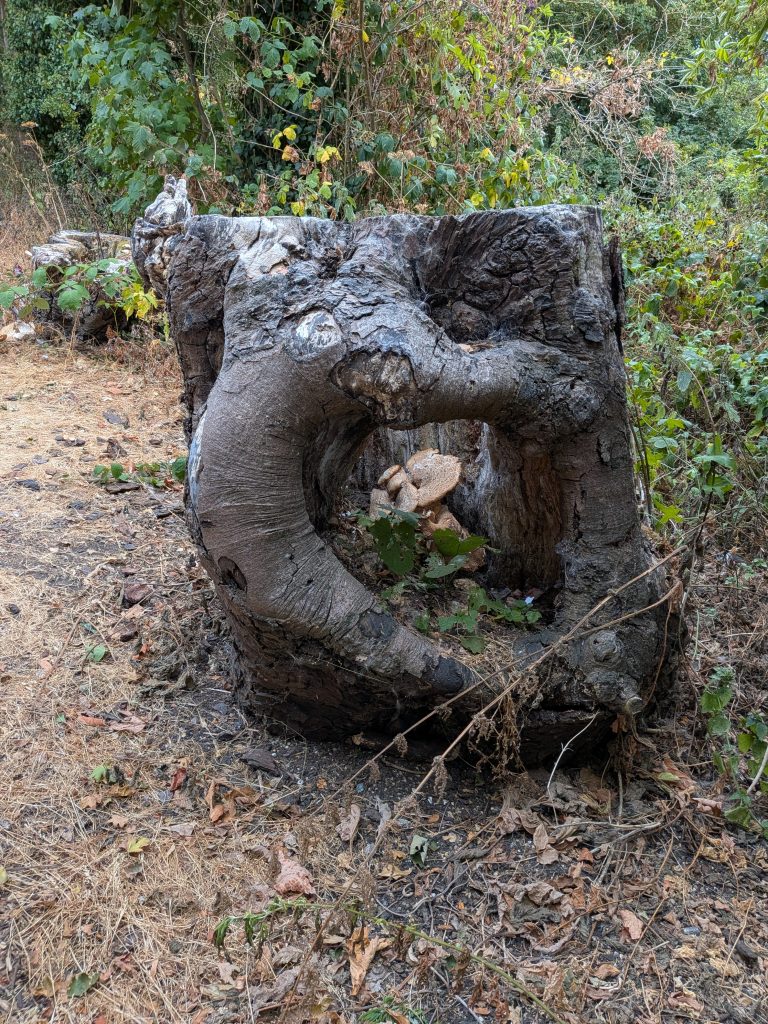 News 3 Stump Grinding in Kent, Why you should have stumps ground out. Large stump with fungal growth