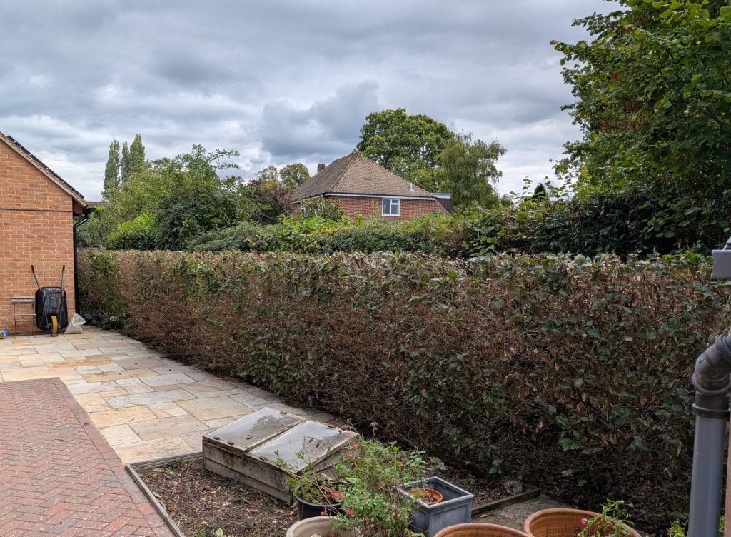 Beech Hedge Trimming 1 Beech hedge in tonbridge, trimmed and level