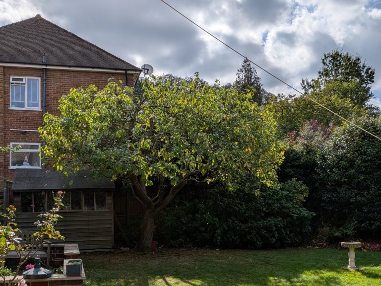 Plum Tree excellently reduced by tree services ltd in Shorne Kent