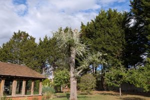 Site & Land Clearance in Kent 4 Poplar Reduced heavily by Tree services ltd in Tonbridge