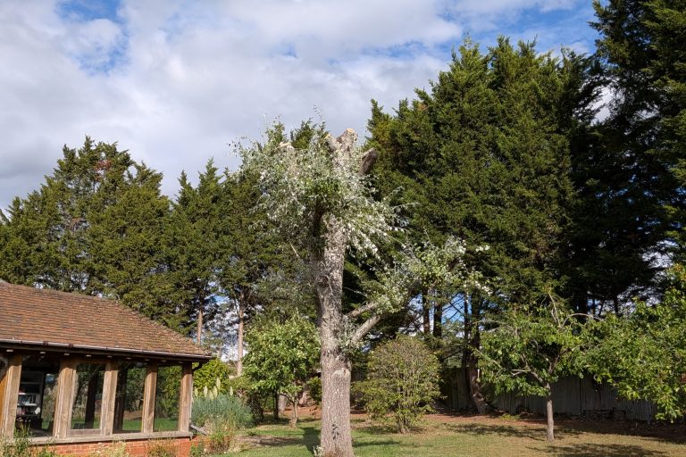 Poplar Reduced heavily by Tree services ltd in Tonbridge
