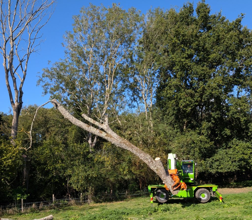 Ash Dieback Pollarding in West Peckham, Maidstone 1 Merlo grabbing large limb from ash tree affected by ash die back