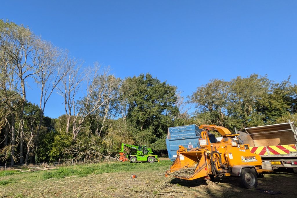 Ash Dieback Pollarding in West Peckham, Maidstone Ash die back tree pollarding in Kent by tree services ltd