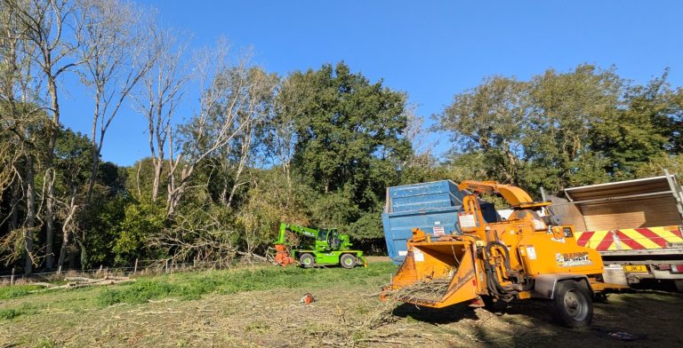 Ash die back tree pollarding in Kent by tree services ltd