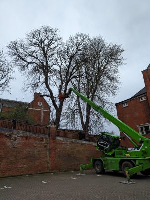 Contact Us 4 Tree felling Gillingham