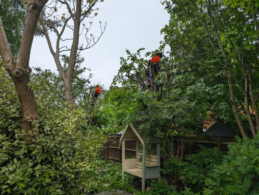 Contact Us 2 boundary hedge cutting in Kent. Tree services ltd.