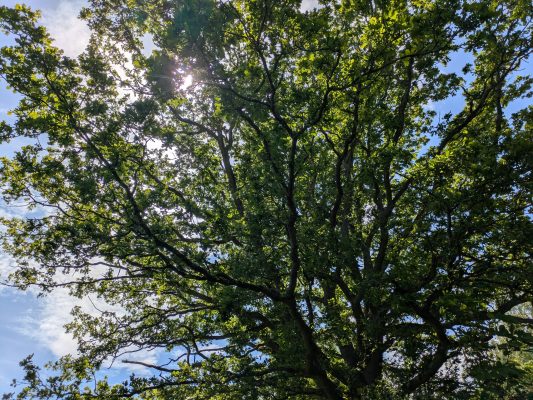 Contact Us 1 Tree Surgeon in Kent. Tree services ltd